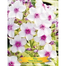 Šluotelinis flioksas - Phlox paniculata CREME DE MENTHE