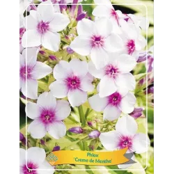 Phlox paniculata CREME DE MENTHE