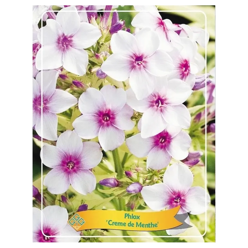 Šluotelinis flioksas - Phlox paniculata CREME DE MENTHE Šluotelinis flioksas - Phlox paniculata CREME DE MENTHE