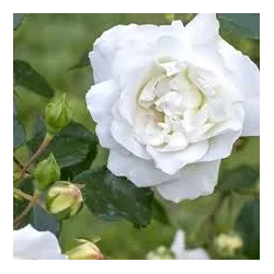 Rožė - Rosa WHITE NEW DAWN