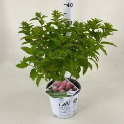 Šluotelinė hortenzija - Hydrangea paniculata Quick Fire Fab ®