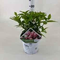 Šluotelinė hortenzija - Hydrangea paniculata Quick Fire Fab ®
