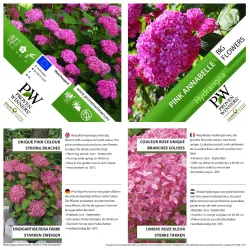 Šviesioji hortenzija - Hydrangea arborescens PINK ANNABELLE