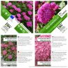 Šviesioji hortenzija - Hydrangea arborescens PINK ANNABELLE