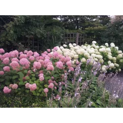 Šviesioji hortenzija - Hydrangea arborescens PINK ANNABELLE