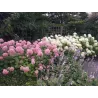 Šviesioji hortenzija - Hydrangea arborescens PINK ANNABELLE