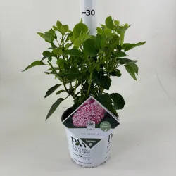 Šviesioji hortenzija - Hydrangea arborescens PINK ANNABELLE