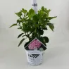 Šviesioji hortenzija - Hydrangea arborescens PINK ANNABELLE