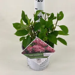 Šviesioji hortenzija - Hydrangea arborescens RUBY ANNABELLE®