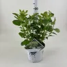 Šviesioji hortenzija - Hydrangea arborescens SUBLIME ANNABELLE®