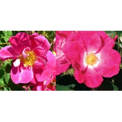 Rožė - Rosa William Booth P22C7 5METAI
