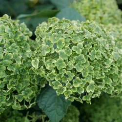 Šviesioji hortenzija - Hydrangea arborescens SUBLIME ANNABELLE®