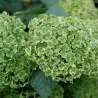 Šviesioji hortenzija - Hydrangea arborescens SUBLIME ANNABELLE®