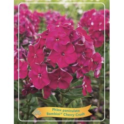 Šluotelinis flioksas - Phlox paniculata Bambini CHERRY CRUSH
