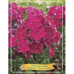 Phlox paniculata Bambini Cherry Crush