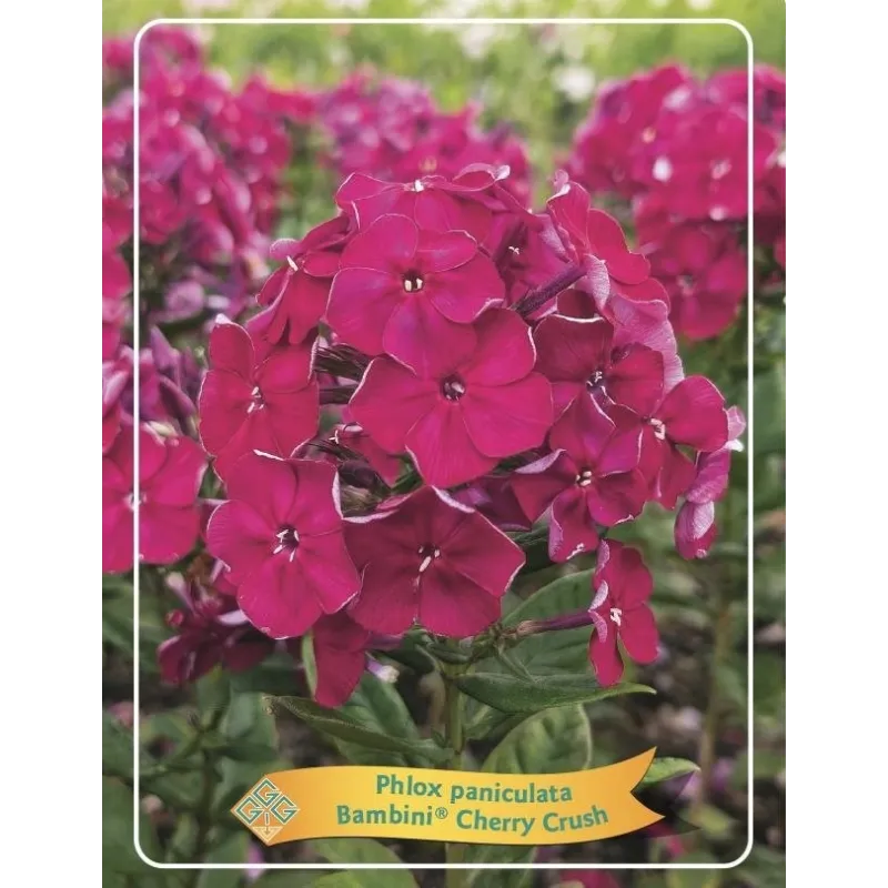 Phlox paniculata Bambini Cherry Crush