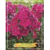 Phlox paniculata Bambini Cherry Crush