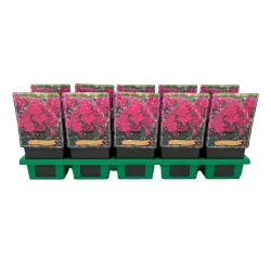 Phlox paniculata Bambini Cherry Crush