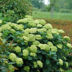 Šviesioji hortenzija - Hydrangea arborescens SUBLIME ANNABELLE®