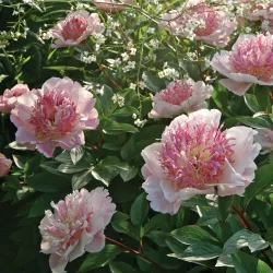 Bijūnas - Paeonia lactiflora DO TELL
