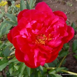 Bijūnas - Paeonia lactiflora ELLEN COWLEY