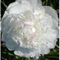 Bijūnas - Paeonia lactiflora EVENING STAR