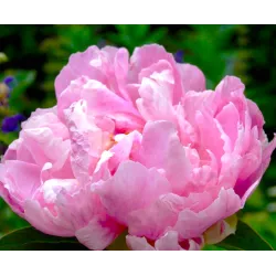 Bijūnas - Paeonia lactiflora GAYBORDER JUNE