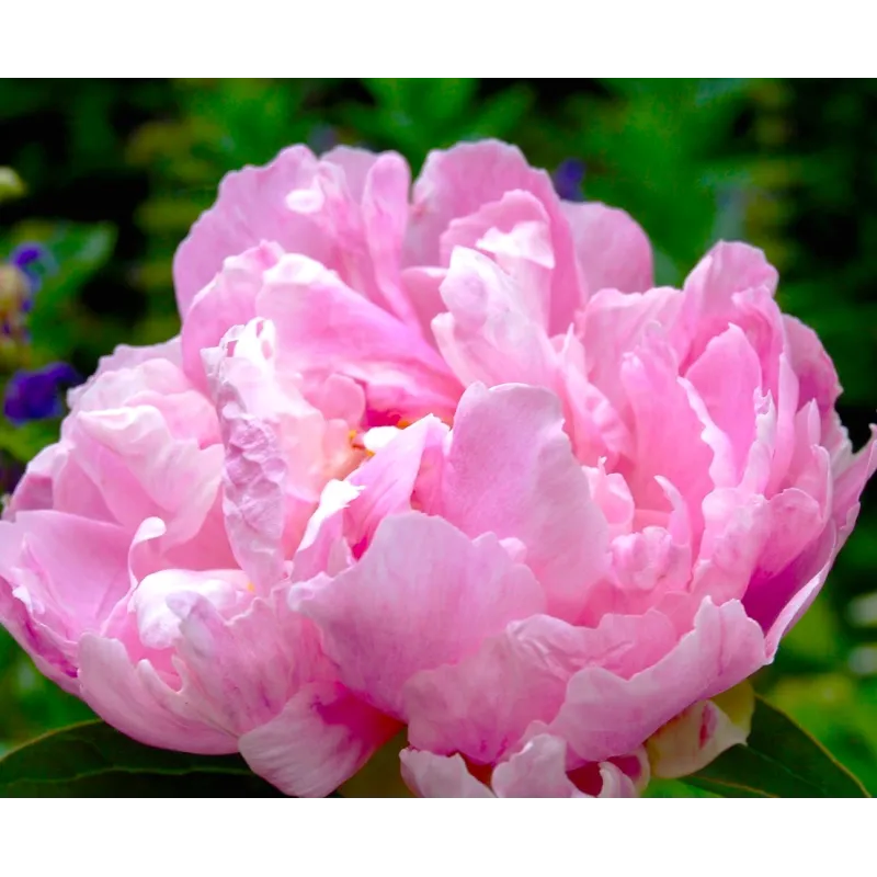 Bijūnas - Paeonia lactiflora GAYBORDER JUNE