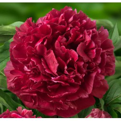 Bijūnas - Paeonia lactiflora HIGHLIGHT