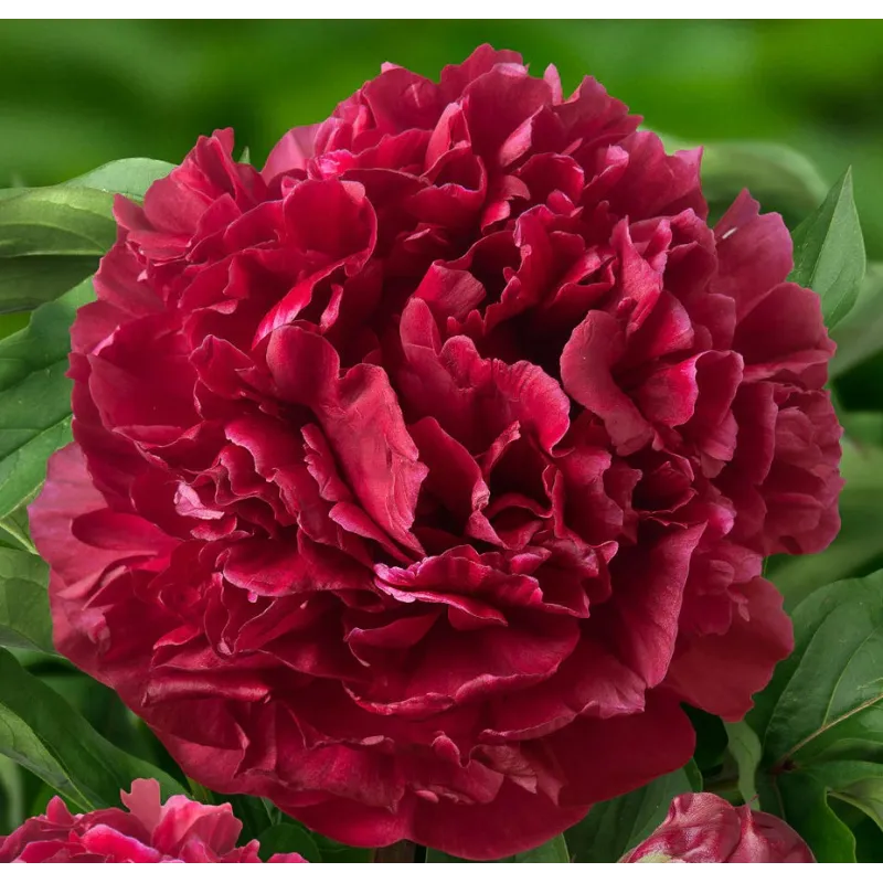 Paeonia lactiflora HIGHLIGHT