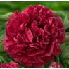 Paeonia lactiflora HIGHLIGHT