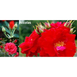 Rožė - Rosa Nicolas P21C5 4METAI A2 kokybė