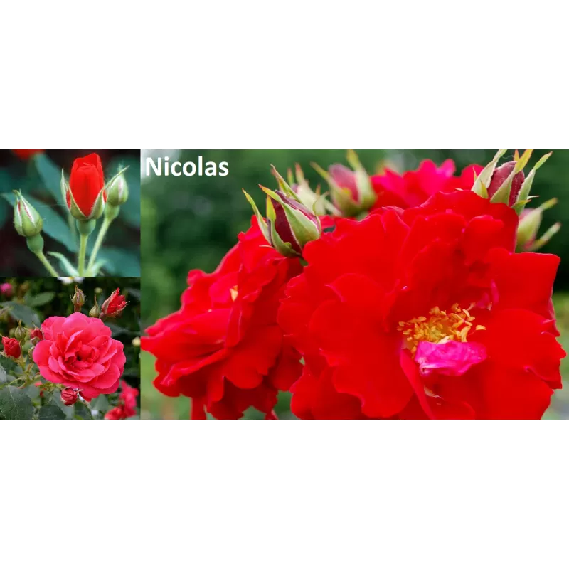 Kanadietišikos rožės