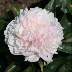 Bijūnas - Paeonia lactiflora JACORMA LIGHT