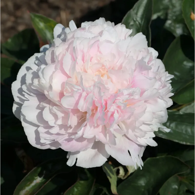 Bijūnas - Paeonia lactiflora JACORMA LIGHT