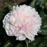 Paeonia lactiflora JACORMA LIGHT