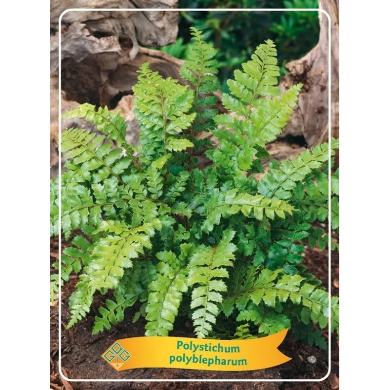Polystichum Polyblepharum