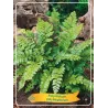Polystichum Polyblepharum