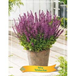 Šalavijas - Salvia SYNCHRO PINK