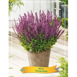 Salvia SYNCHRO PINK