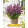 Salvia SYNCHRO PINK