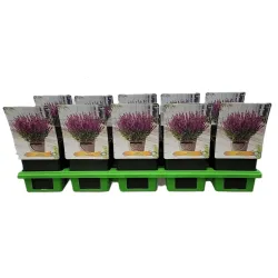 Salvia SYNCHRO PINK