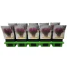 Salvia SYNCHRO PINK