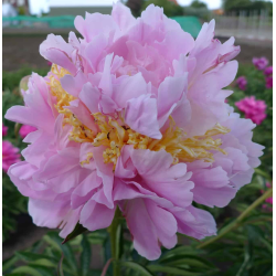 Bijūnas - Paeonia lactiflora LAVON