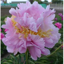 Bijūnas - Paeonia lactiflora LAVON