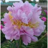Bijūnas - Paeonia lactiflora LAVON
