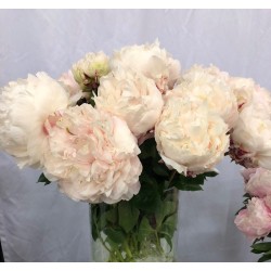 Bijūnas - Paeonia lactiflora CLASS ACT