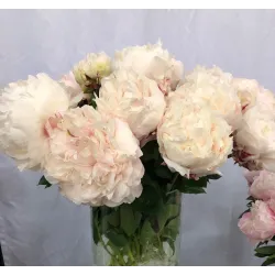 Bijūnas - Paeonia lactiflora CLASS ACT