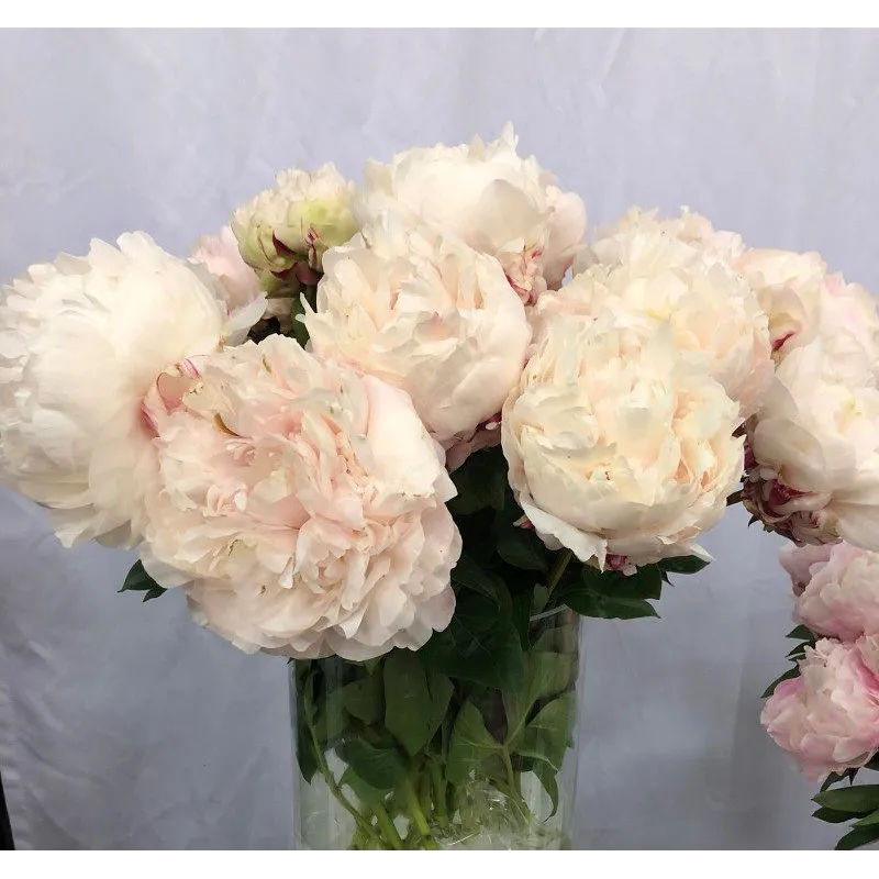 Paeonia lactiflora CLASS ACT