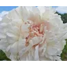 Paeonia lactiflora CLASS ACT